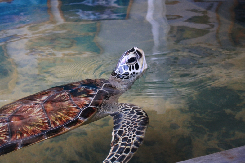 Sea Turtle Hatchery