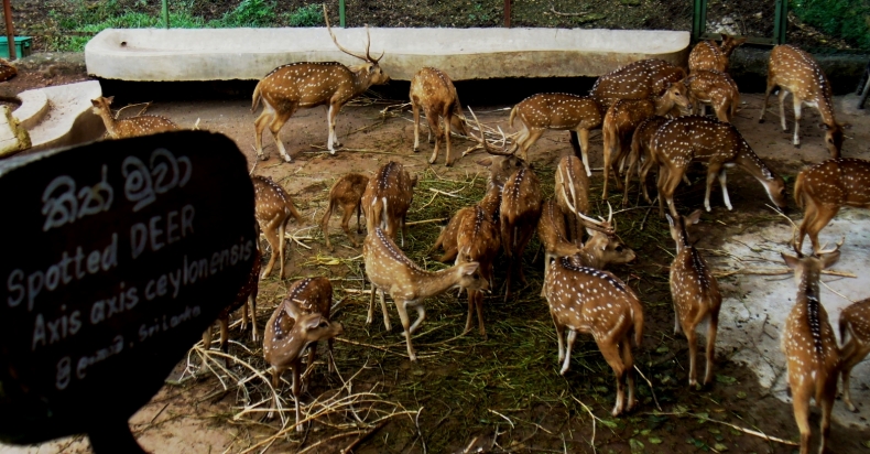 Dehiwala Zoo