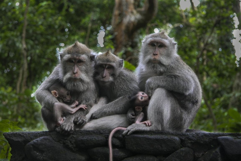 monkey