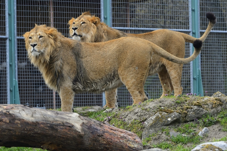 Debrecen Zoo